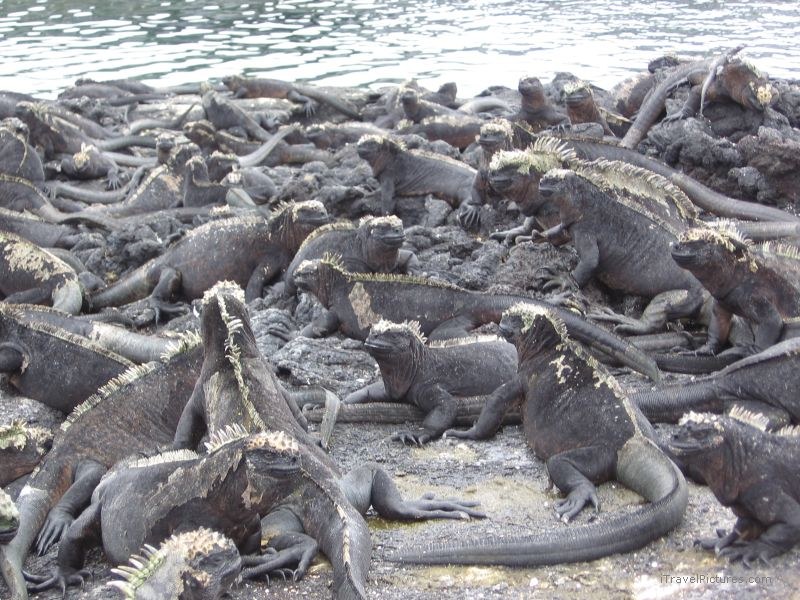 marine iguanas iguana reptile
